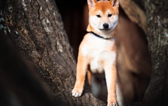 Floki Inu price prediction as Chancer token sale gains steam