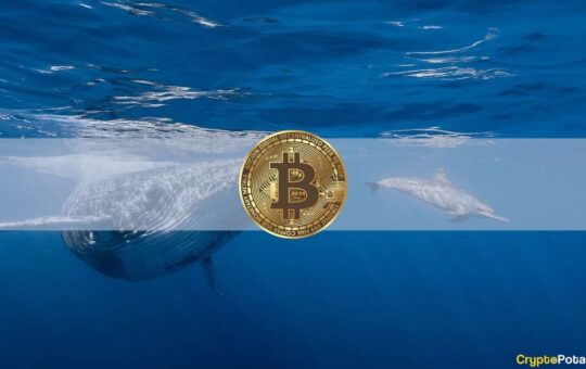 Dormant Bitcoin Whale Wakes up After 11 Years to Transfer $31M in BTC