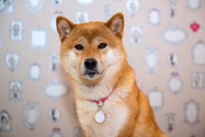 As Shiba Inu, Dogecoin stalls, is Shiba Memu the next big thing?